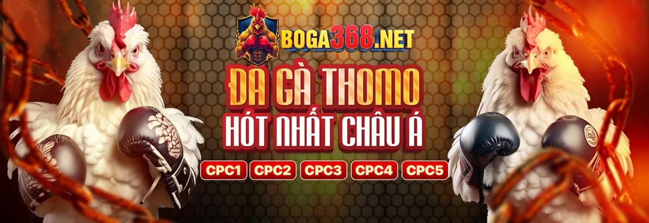 Đấu Gà abc8 web 2026: Các trận đấu gà trực tuyến kịch tính